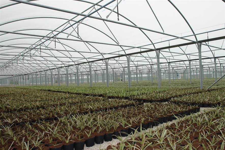 Image supplied courtesy of Northern Polytunnels