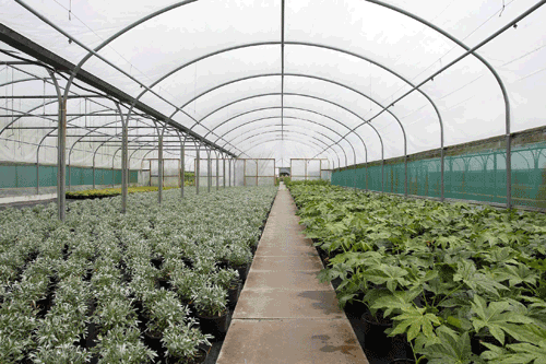 Polytunnels: research partners continue to explore new ways of delivering the light responsible for photosynthesis via smart films - image: BPI Visqueen