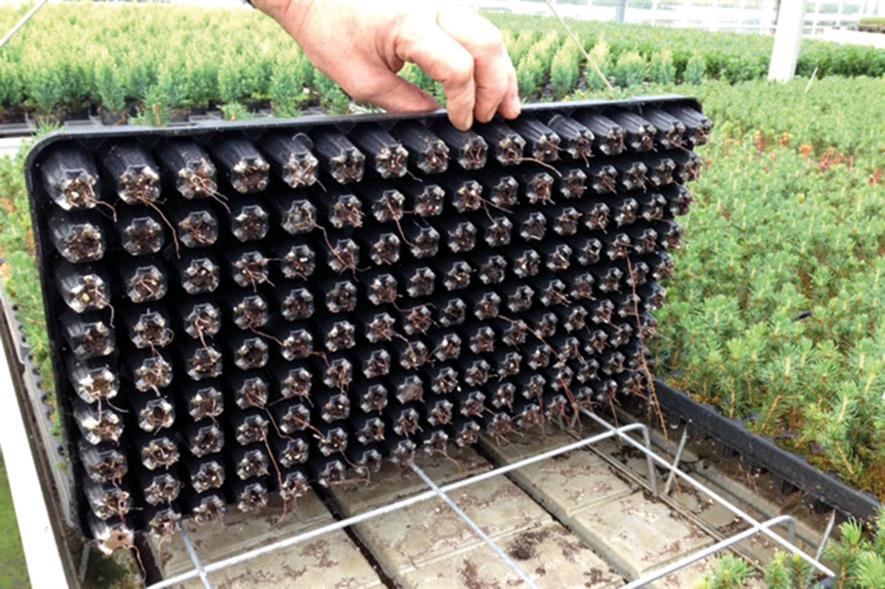 PG Horticulture: specifications for all types of growing and air pruning - image: PG Horticulture