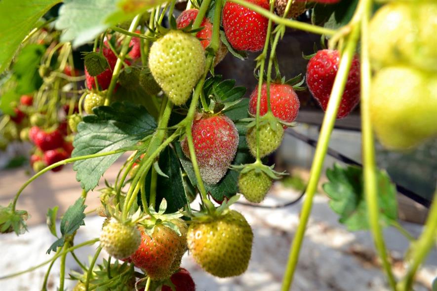 Powdery mildew of strawberries