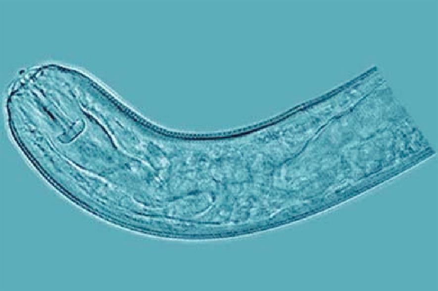 A nematode of genus Pratylenchus - image: USDA