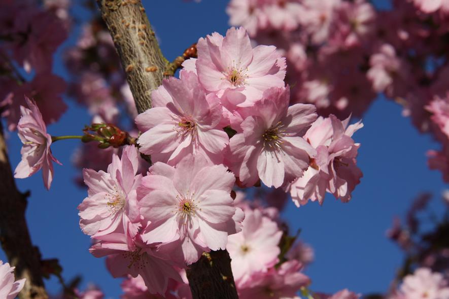 Frank P Matthews growing trees for Japanese Sakura project ...