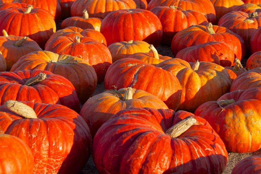 Pumpkins. Image: MorgueFile
