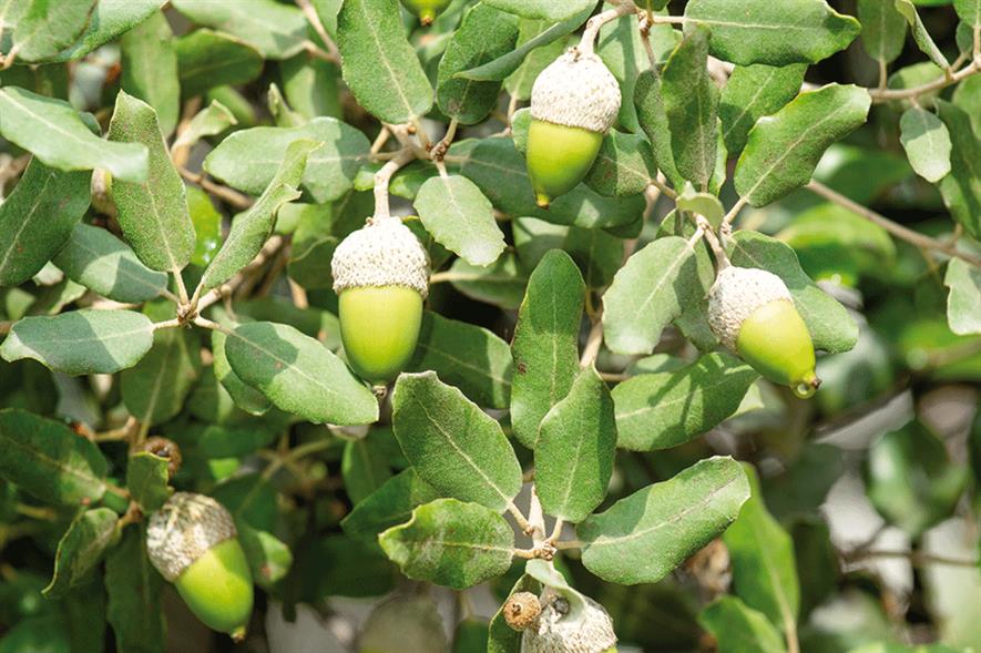 Quercus ilex - all images: Floramedia
