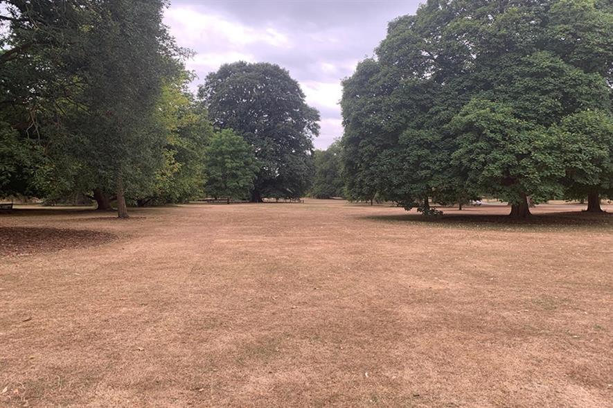 Parched grass at RBG Kew - credit: Richard Barley, RBG Kew