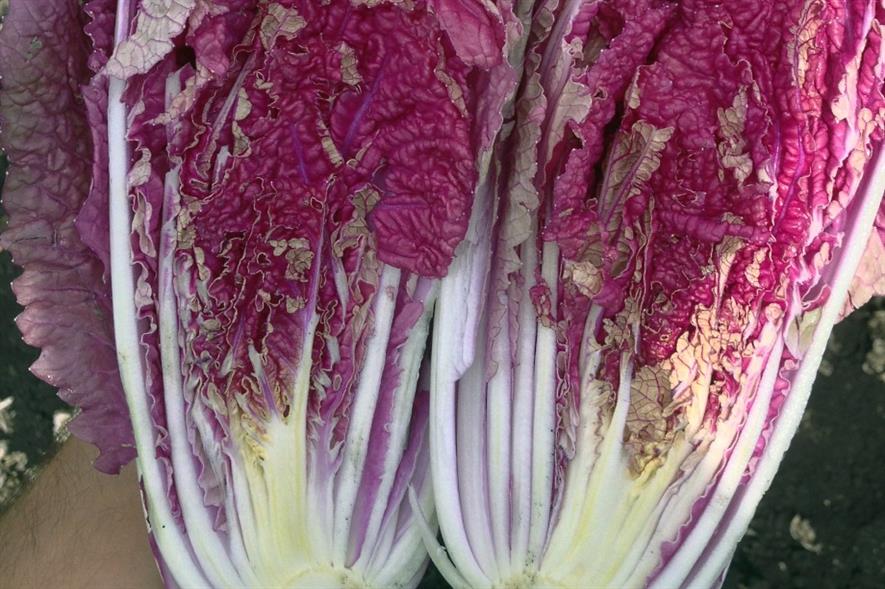 image: CN Seeds
