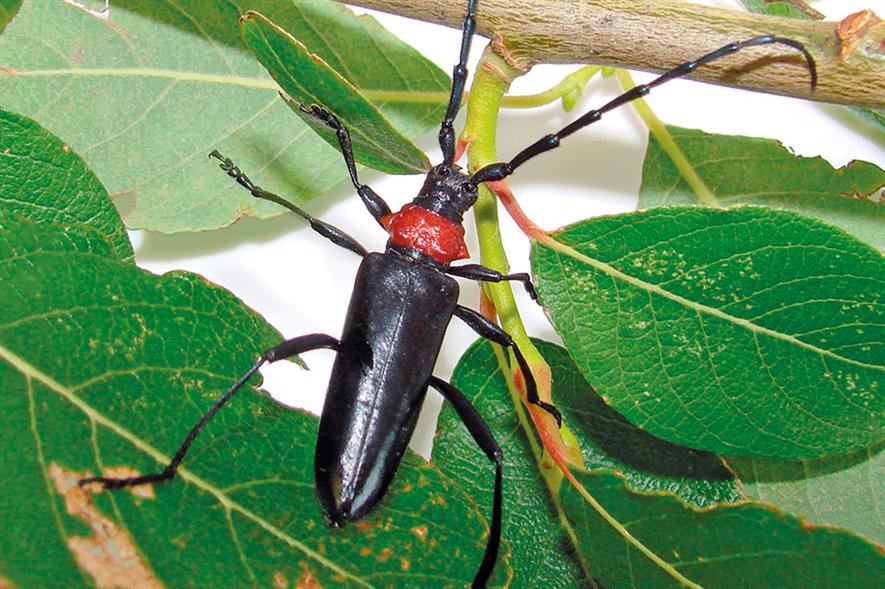 Red-necked longhorn beetle: shiny blue-black body and bright-red collar behind head - credit: UK Crown Copyright/courtesy of Fera