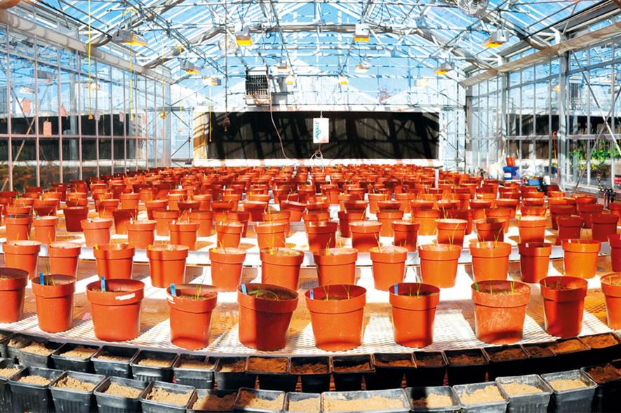 Research: work targeting more efficient support systems to help growers tackle pests such as fruit fly
