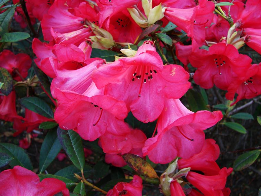 Rhododendron 'Elizabeth'. Image: National Trust