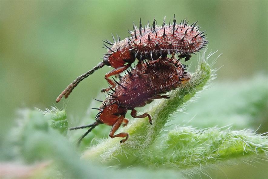 Rockrose prickly leaf beetles (Dicladispa testacea) - credit Daniel W. Hall