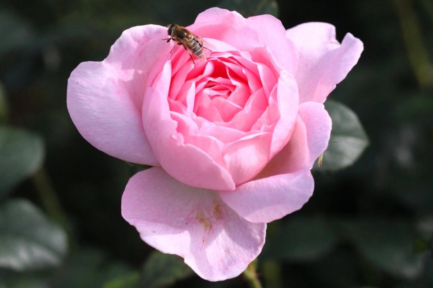 One of 2,000 roses at Rosemoor. Image: umbrellahead56/Flickr (CC BY 2.0)