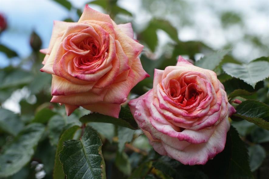 Rosemoor hosts first ever Rose Festival | Horticulture Week