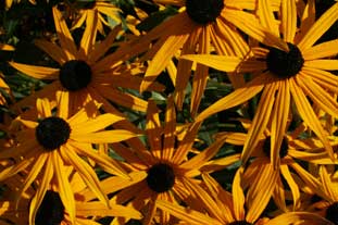 Rudbeckia fulgida var. sullivanti 'Goldsturm' AGM - photo: Gavin McEwan