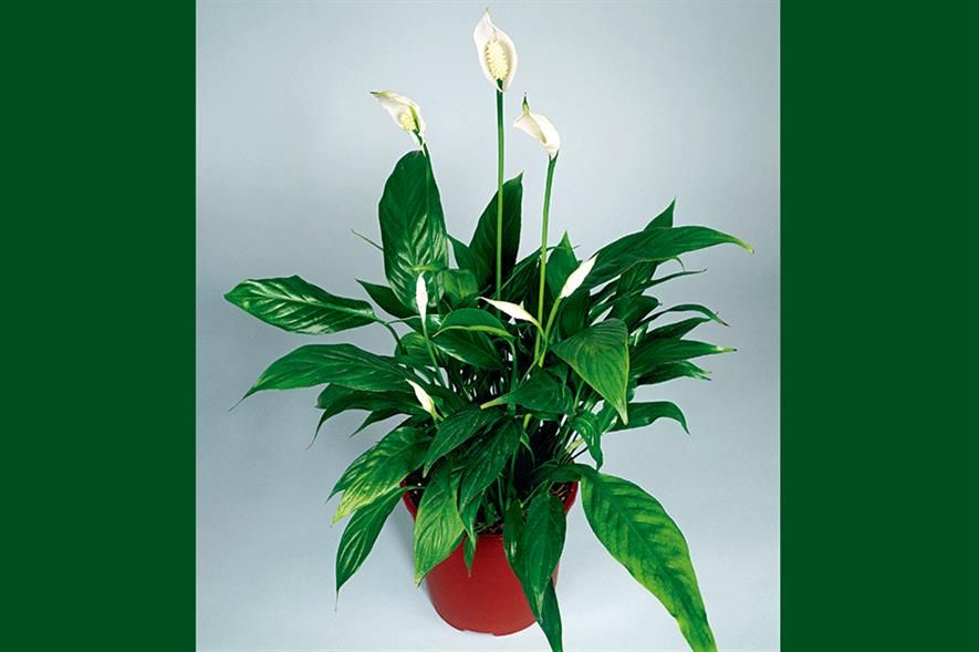 Spathiphyllum Chopin Peace Lily 1 plant 