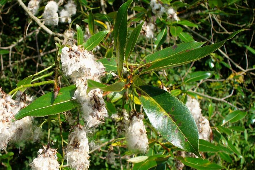 Salix pentandra - image: Malte (CC BY 3.0)