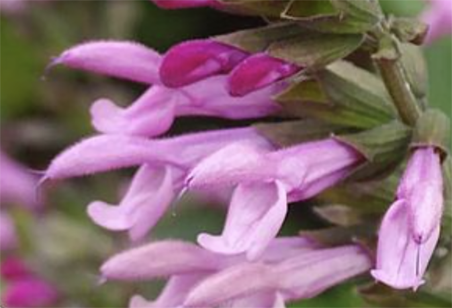 Salvia Pink Amistad (Credit: Genesis Plant Marketing)