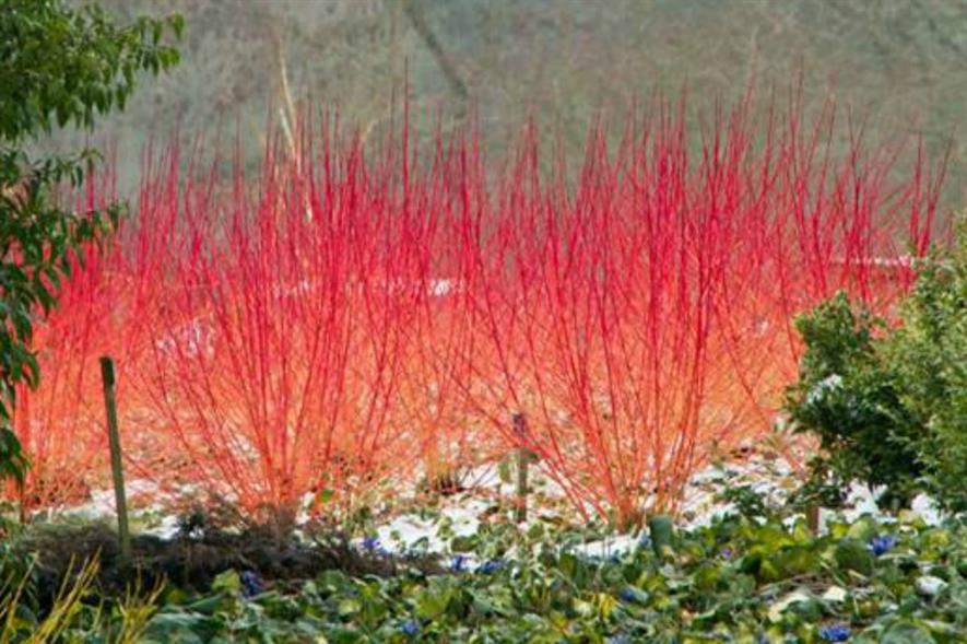 Winter colour in Savill Garden