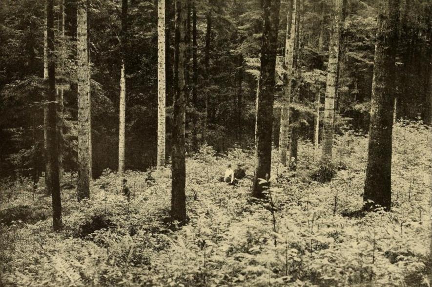 Image: Biodiversity Heritage Library