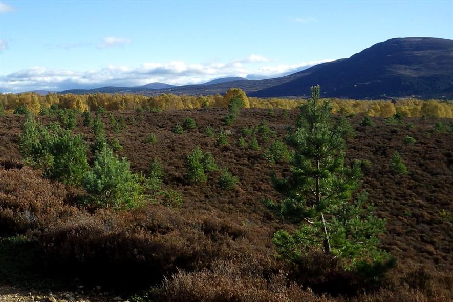 Image: Cairngorms Business Partnership (CC BY 2.0)