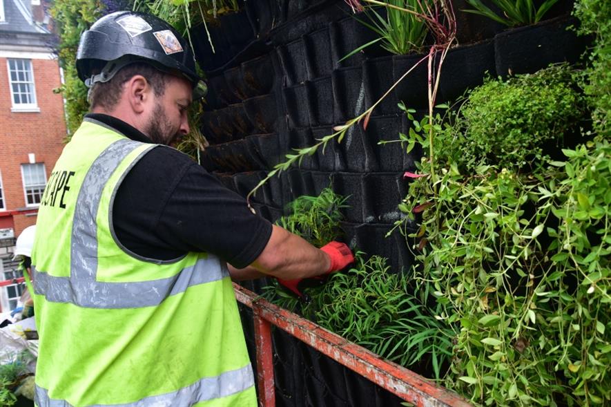 A Scotscape worker installs part of the living wall. Image: Scotscape