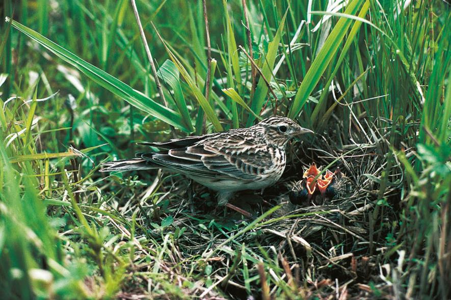 Skylark nesting near the ground - credit: HS2