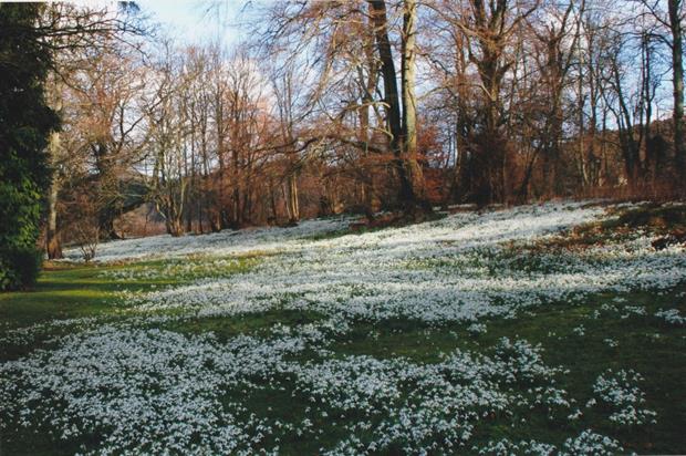 Kailzie Gardens in Peebles. Image: Discover Scottish Gardens