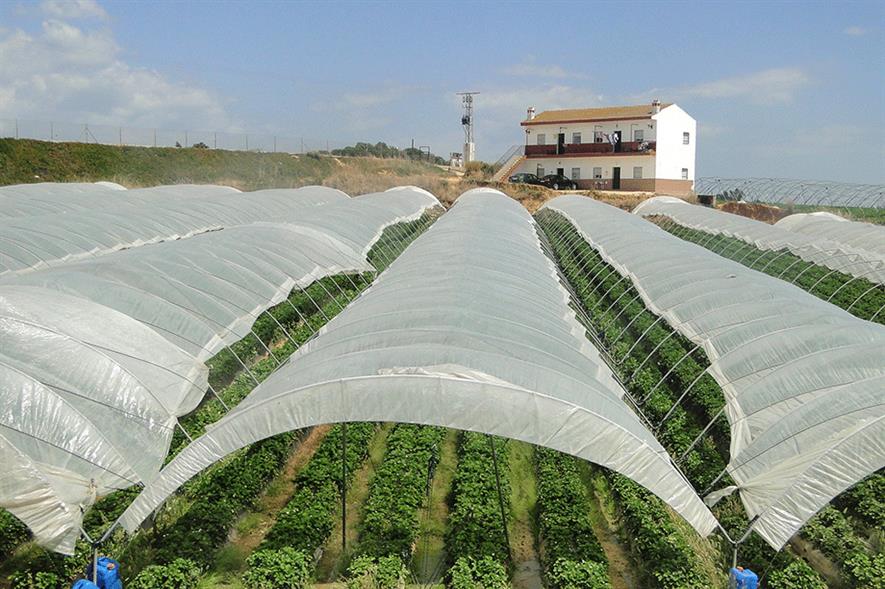 Strawberry growing near Palos de la Frontera, Spain - image: Flickr/Adam Jones (CC BY-SA 2.0)
