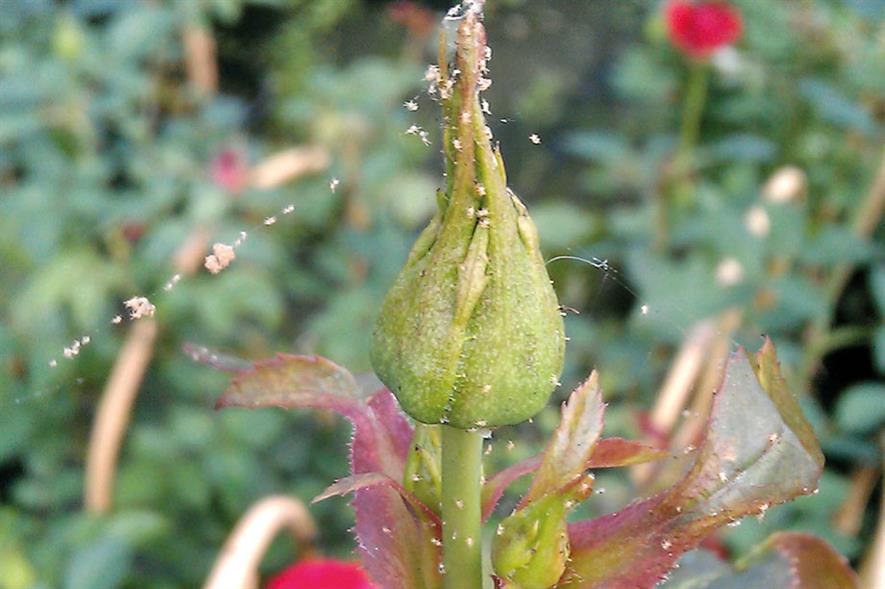 Spider mite on rose 
