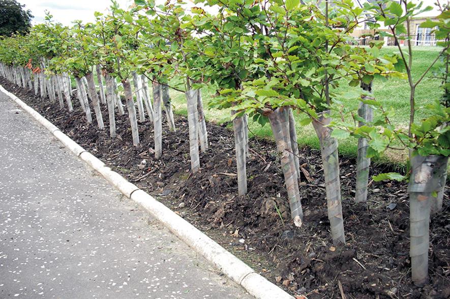 Spiral tree guards: popular choice to protect against damage from rabbits and hares - image: Green-tech