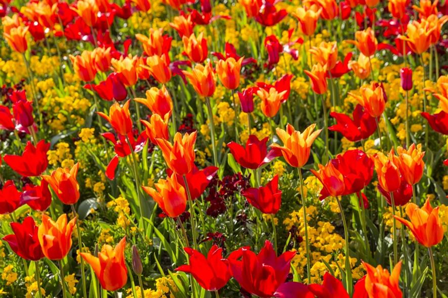 Tulips can tell a historical story to visitors. Image: National Trust Images/James Dobson