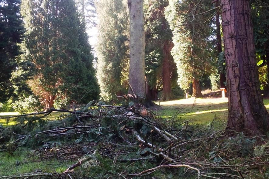 Fallen branches from the Old Man of Kent. Image: Bedgebury Pinetum