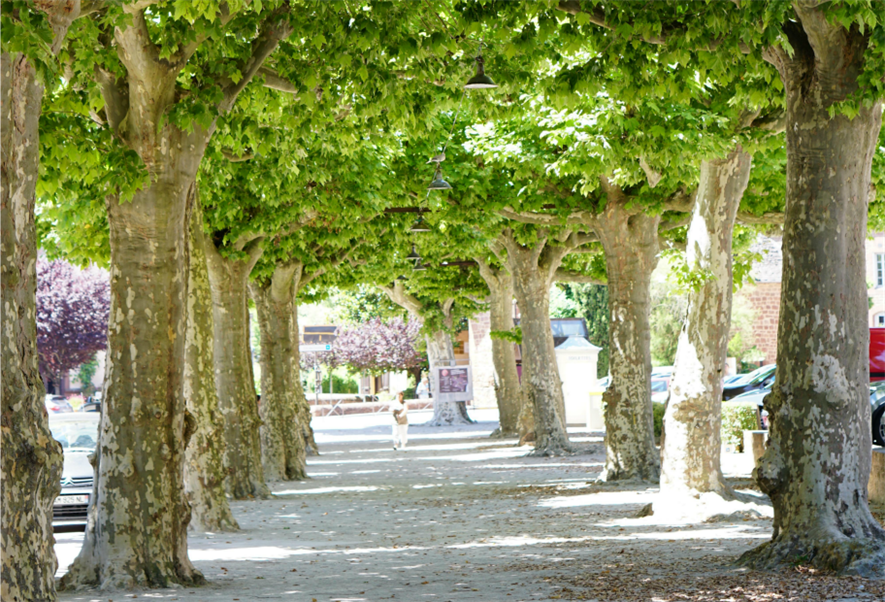 Street trees mitigate air pollution. Image: lauramusikanski/Mourgefile