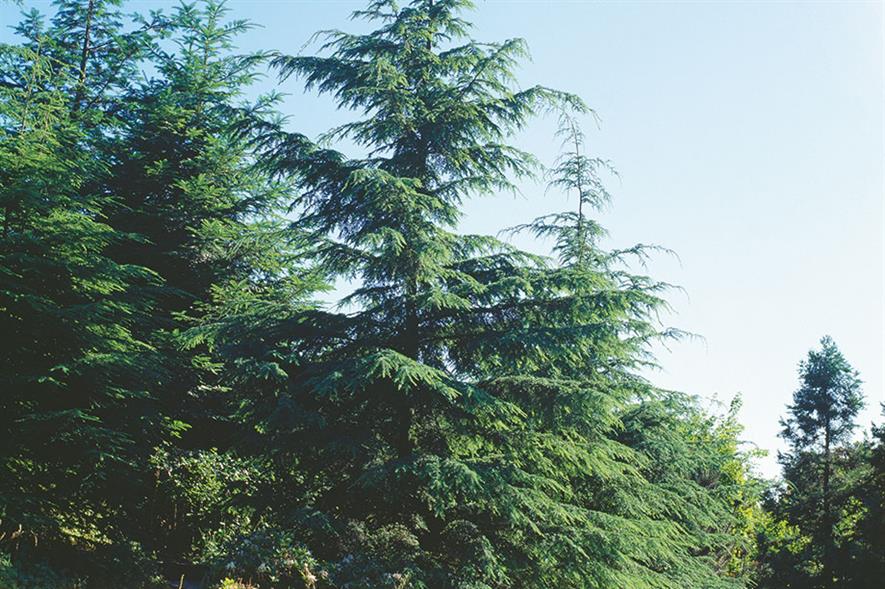 T. heterophylla - credit all images: Floramedia