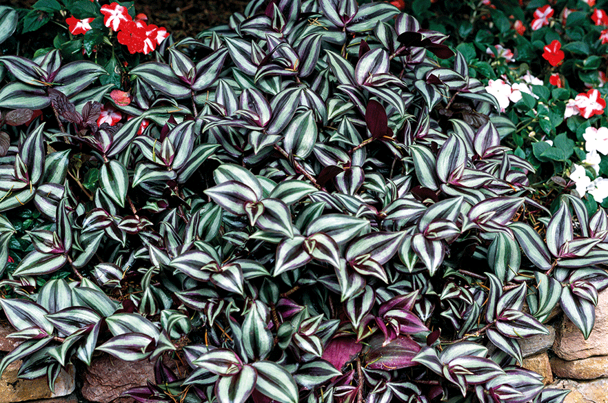 Tradescantia Horticulture Week