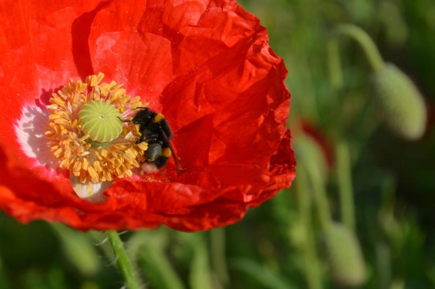 Wales is leading the way in tackling the pollinator decline. Image: Dr Tim Rich