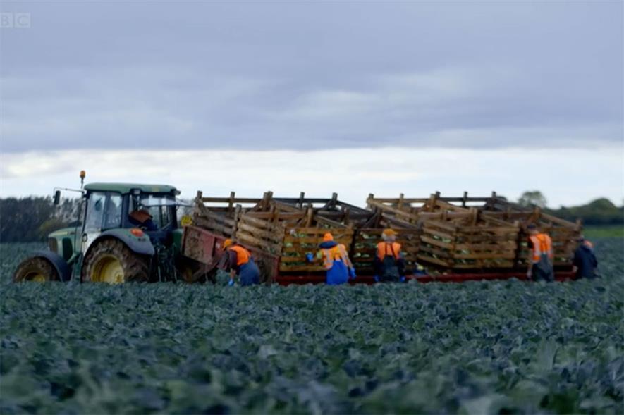TH Clements farm workers packing vegetable crops onto tractor-towed crates