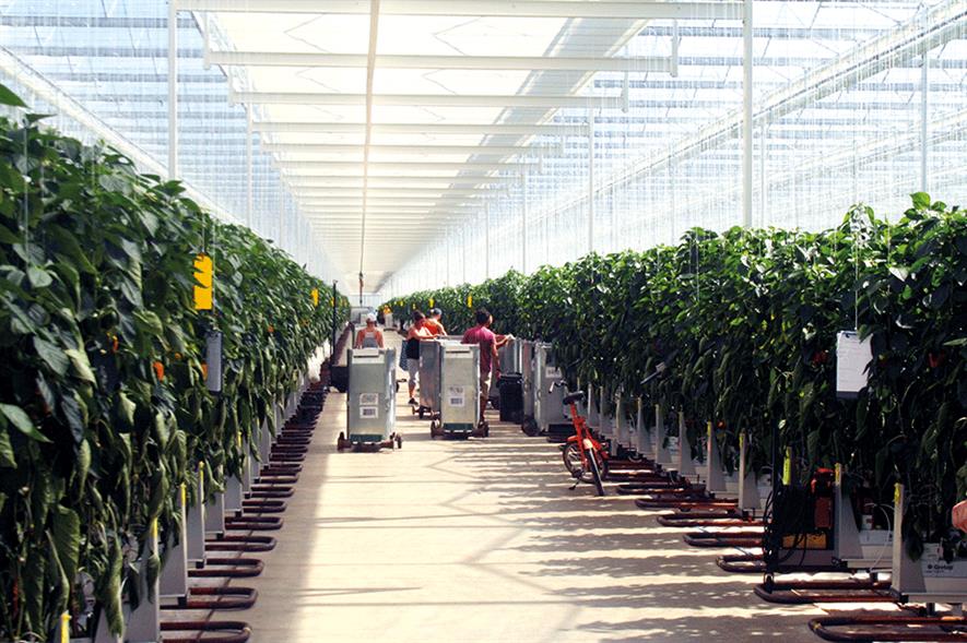 Image: Tangmere Airfield Nurseries