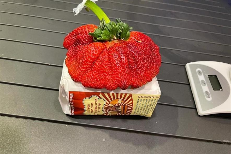 A Strawberry Grown In Israel Enters The Guinness Book Of Records Hortweek