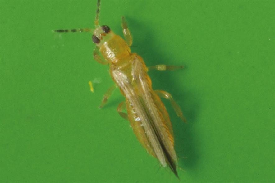 Why the glasshouse sector should be alert to the threat of melon thrips