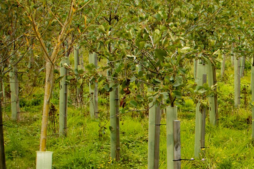 A total of more than 730,000 trees will have been planted by the spring - credit: HS2