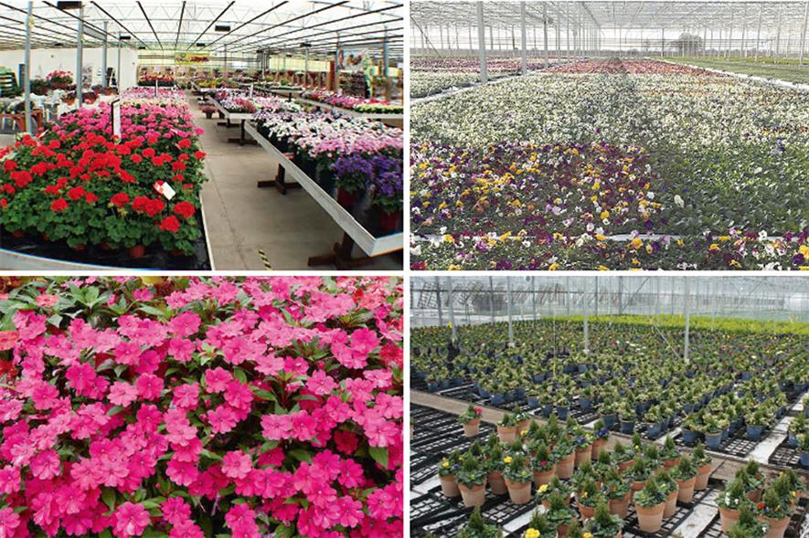 Top 30 Ornamentals Nurseries by Turnover 2017 HortWeek