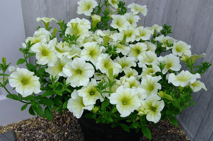Surfinia Trailing Light Yellow - credit: Channel Island Plants