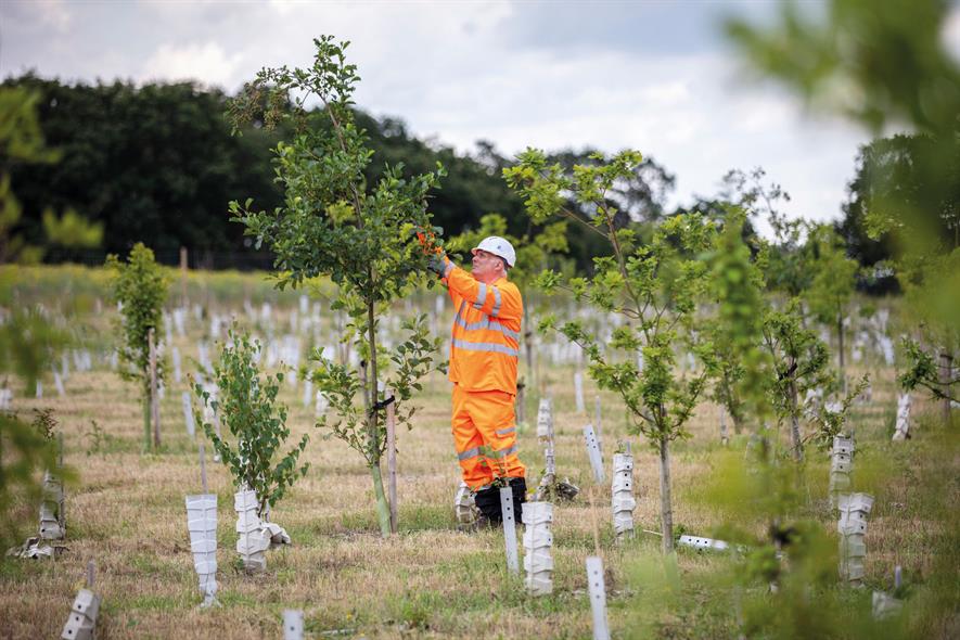 HS2 has used 39,000 biodegradable guards that decompose once trees are established - credit: ©HS2