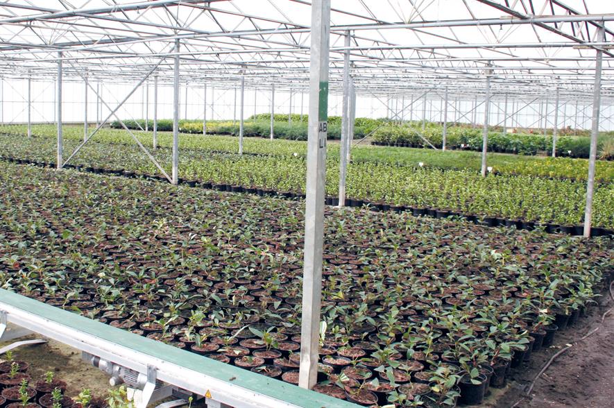 Shrubs: general consensus among panel is that they are certainly alive and there has been a bit of a renaissance - image: Coles Nurseries