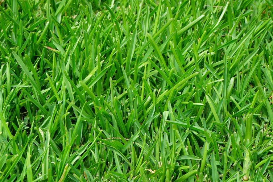 Turf. Image: Pixabay