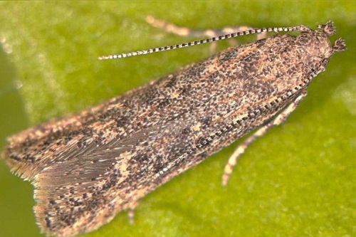 Tuta absoluta moth - image:Wikimedia Commons / Spedona