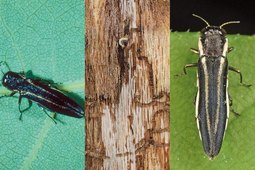 Two-lined chestnut borer and marks in wood left by larvae feeding galleries