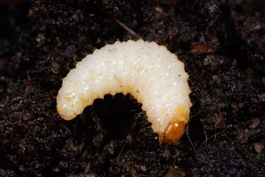 Vine weevil - credit: ICL