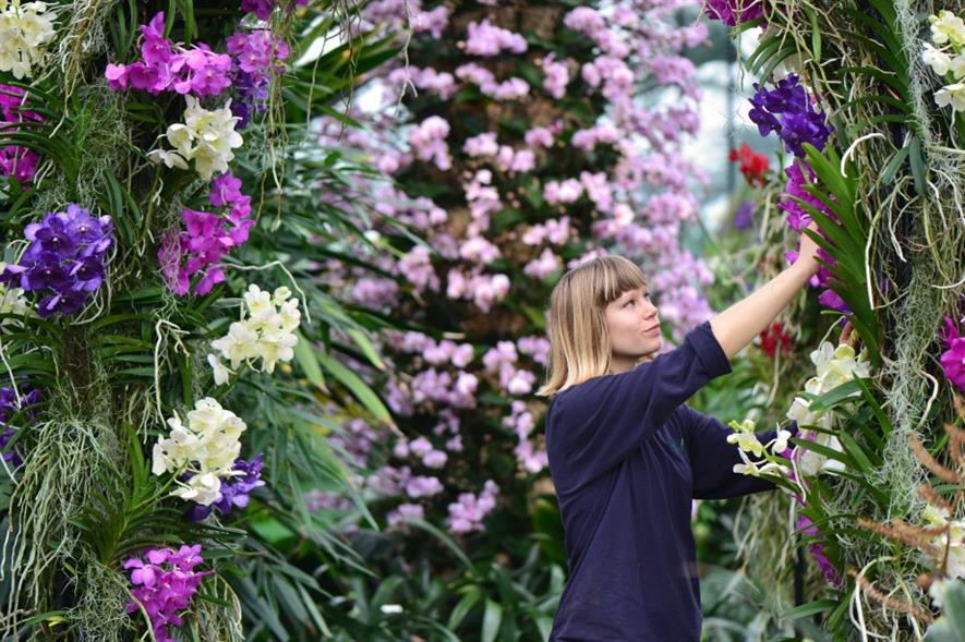 World S Largest Orchid Flowers At Kew For The First Time Horticulture Week