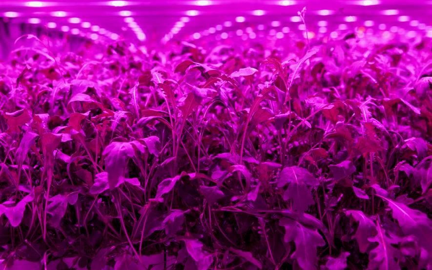 Credit: Light Science Technologies